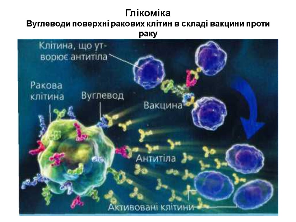 Глікоміка Вуглеводи поверхні ракових клітин в складі вакцини проти раку